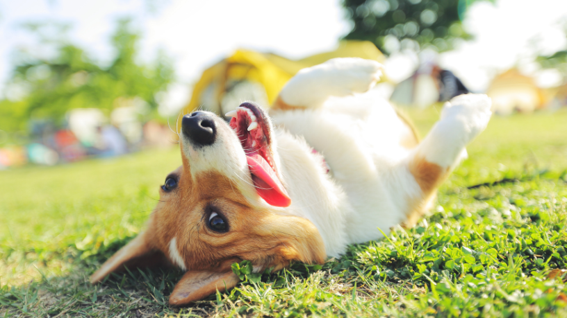 Pet friendly deixou de ser tendência e virou exigência — observa Fernando Bruno Crestani.