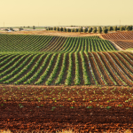 Como o comportamento do consumidor, segundo João Eustáquio De Almeida Junior, está moldando a produção rural.