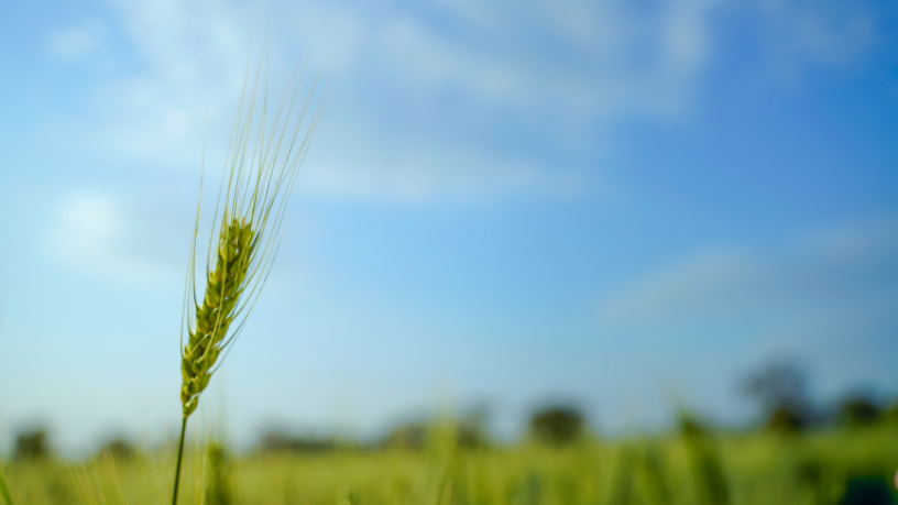 O impacto das escolhas do consumidor na agricultura moderna, segundo João Eustáquio De Almeida Junior, está transformando a produção.